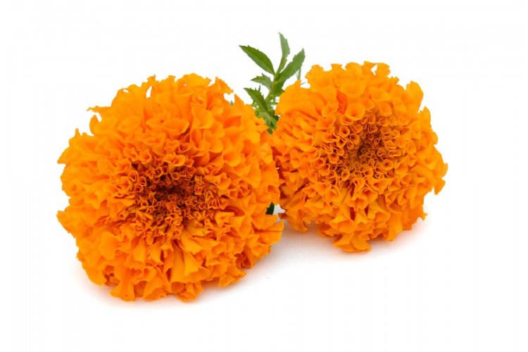 Эфирное масло Бархатцев  